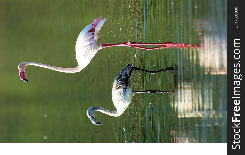 A pair of pink flamingos in the lake looking for food. A pair of pink flamingos in the lake looking for food