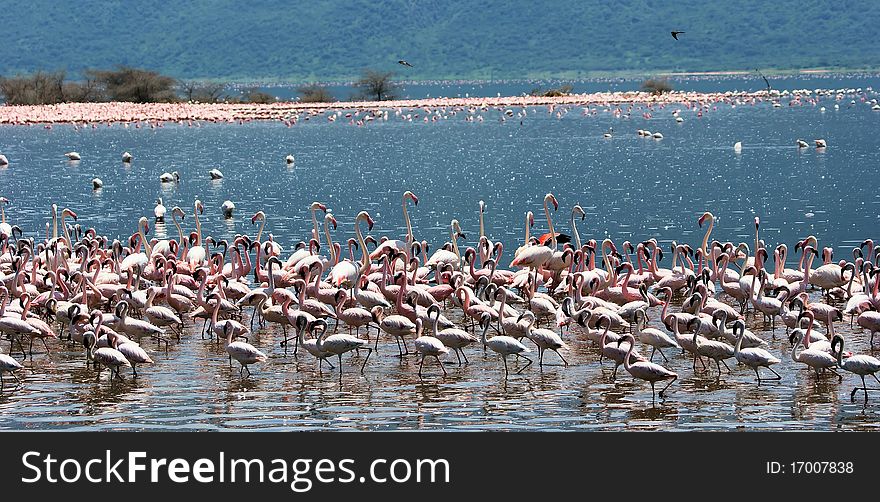 A big group of pink flamingos in the lake looking for food