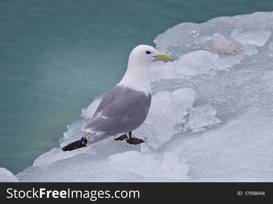 A seagull rests on a floating piece of ice in alaska. A seagull rests on a floating piece of ice in alaska