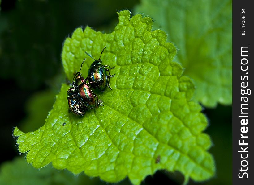 Chrysolina fastuosa three on the leaf beetles