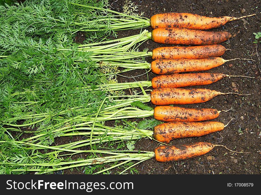 A number from carrots with a tops of vegetable lays on soil. A number from carrots with a tops of vegetable lays on soil