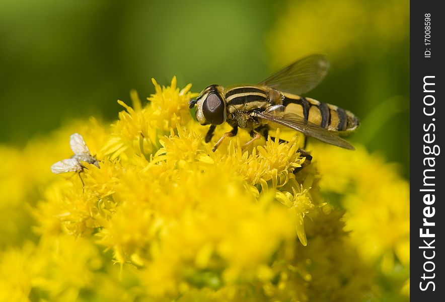 Helophilus pendulus yellow fly on yellow flowers