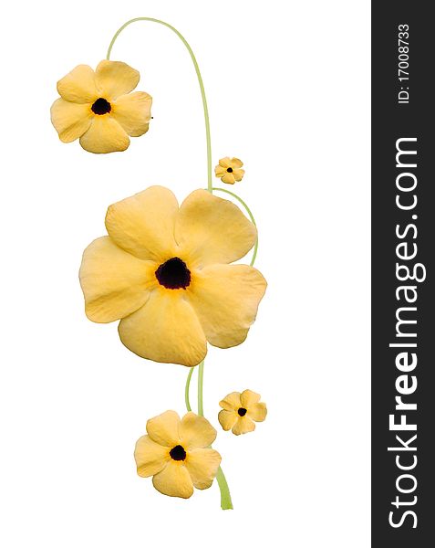 Designed of plumeria blooms clip-path. Designed of plumeria blooms clip-path