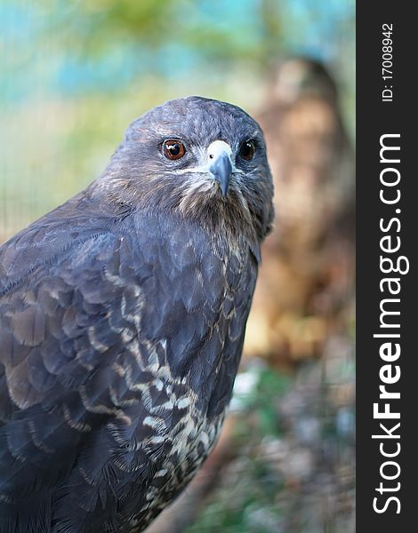 The portrait of predator buzzard