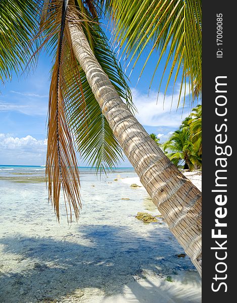 Palm is hanging over beach. Dominican Republic. Palm is hanging over beach. Dominican Republic.