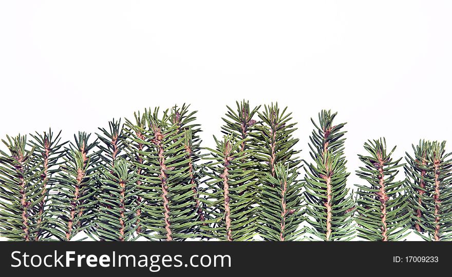 Forest of fir twigs against white background