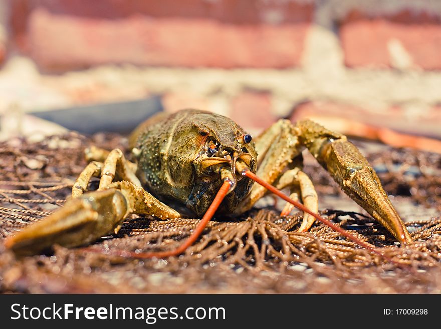 Closeup of crawfish in fishing network. Closeup of crawfish in fishing network