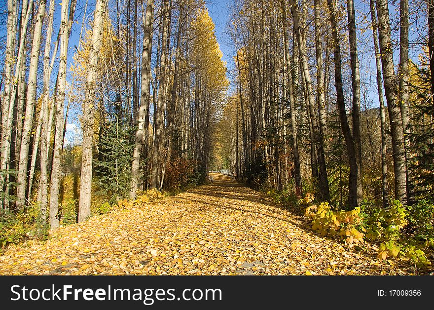 Path along the valley walkway bringing you through some forested areas. Path along the valley walkway bringing you through some forested areas