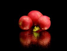 Radish Stock Photography Radish Stock Photography