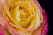 Yellow And Orange Rose Stock Photography Yellow And Orange Rose Stock Photography