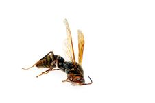 Dead Wasp Royalty Free Stock Images