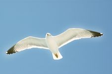 Sea Gull In Flight On A Blue Sky Stock Images