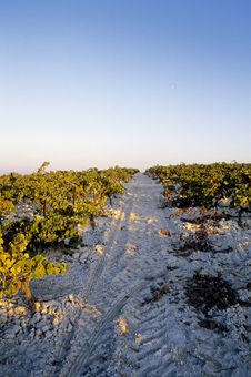 Rows Of Wine Royalty Free Stock Images Rows Of Wine Royalty Free Stock Images