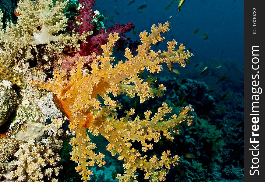 The soft corals of Red Sea. The soft corals of Red Sea