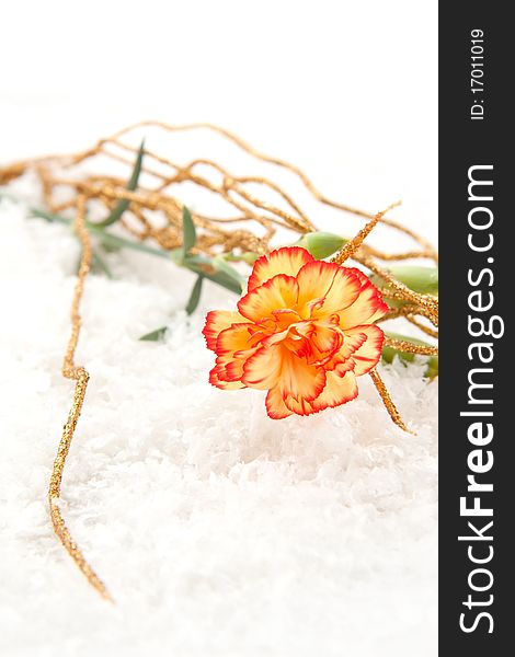 Beautiful carnation with golden branch on the snow. Beautiful carnation with golden branch on the snow