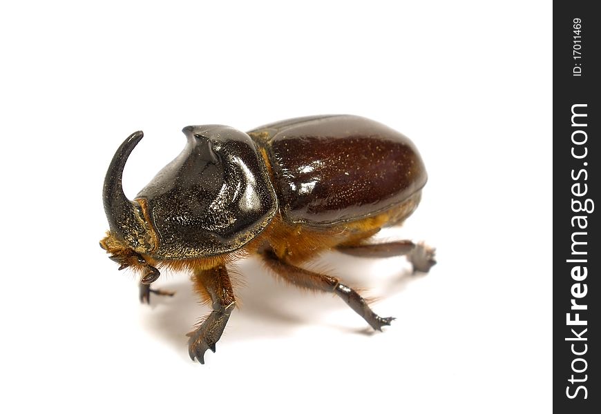 Rhinoceros beetle on the white isolate background