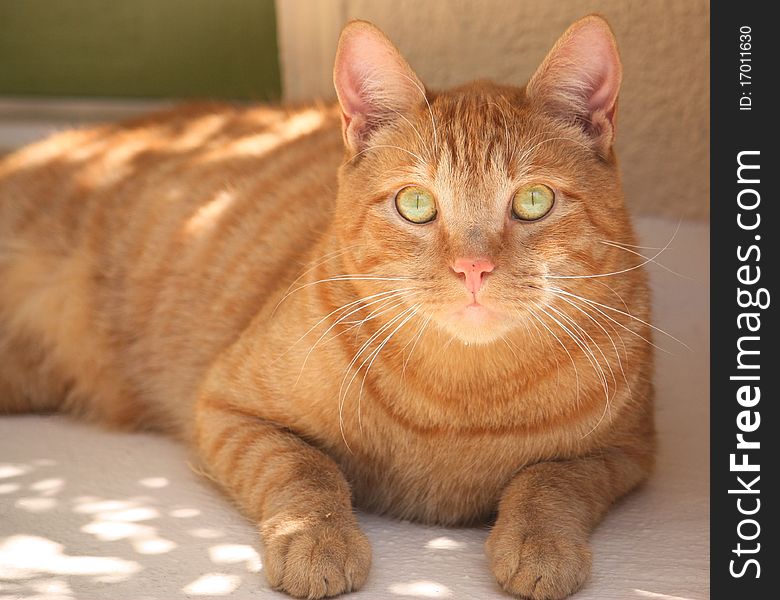 Cat relaxing on the patio. Cat relaxing on the patio