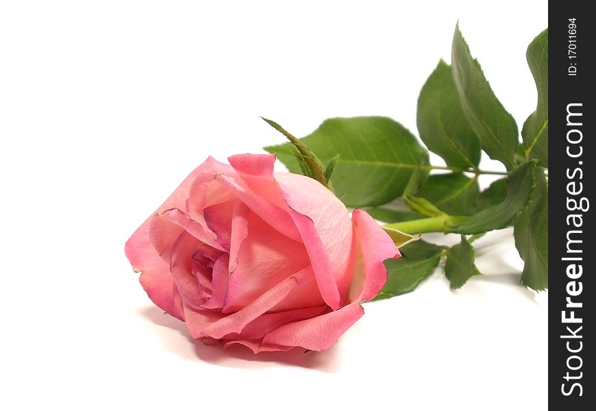 Pink rose on the white isolate background