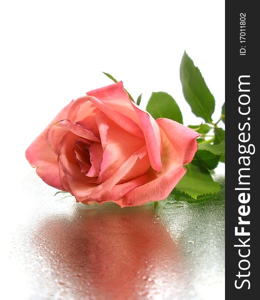 Pink rose on the white background with water drops