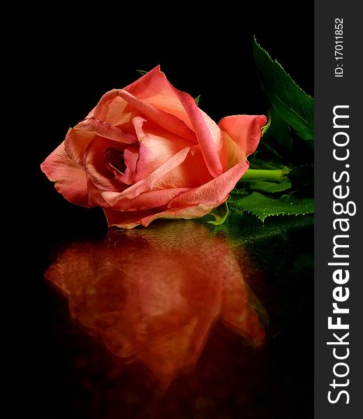 Pink rose on the black background with water drops