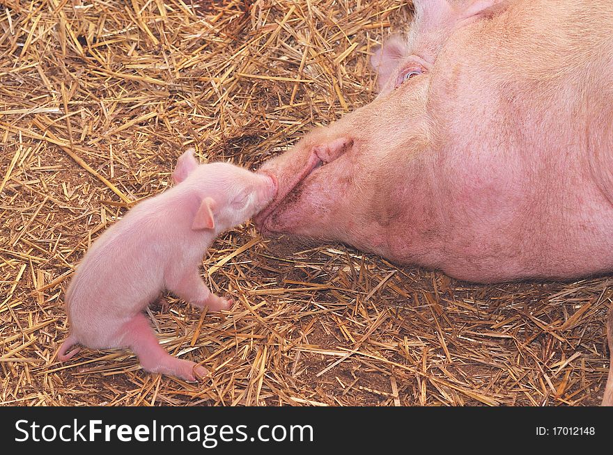 Pig-mum and its newborn pig. Pig-mum and its newborn pig