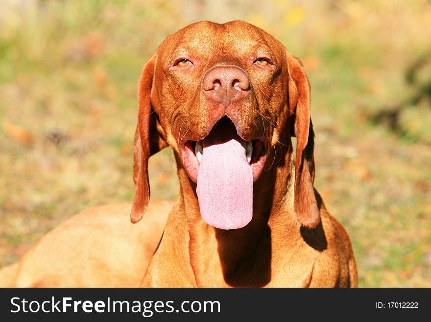 Brown hungarian hound with tongue. Brown hungarian hound with tongue