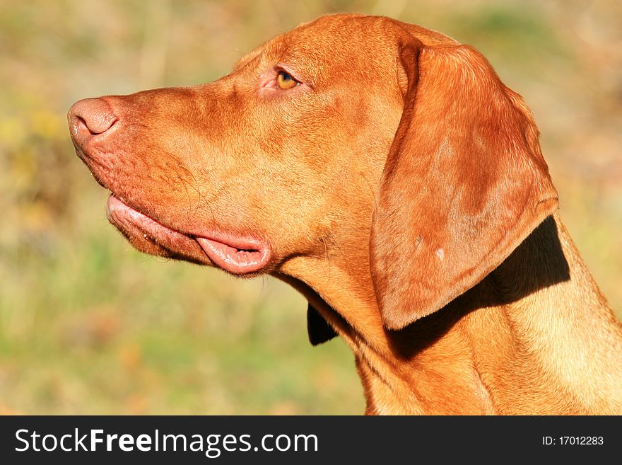 Big brown hungarian hound - portrait. Big brown hungarian hound - portrait