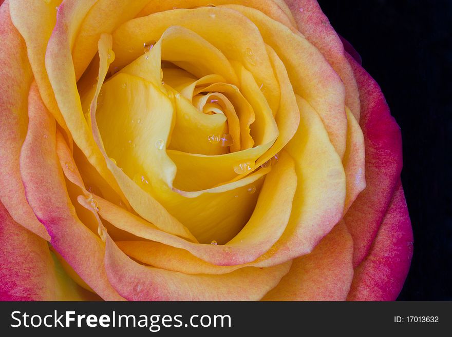 This is a macro shot of a yellow and orang rose. This is a macro shot of a yellow and orang rose.