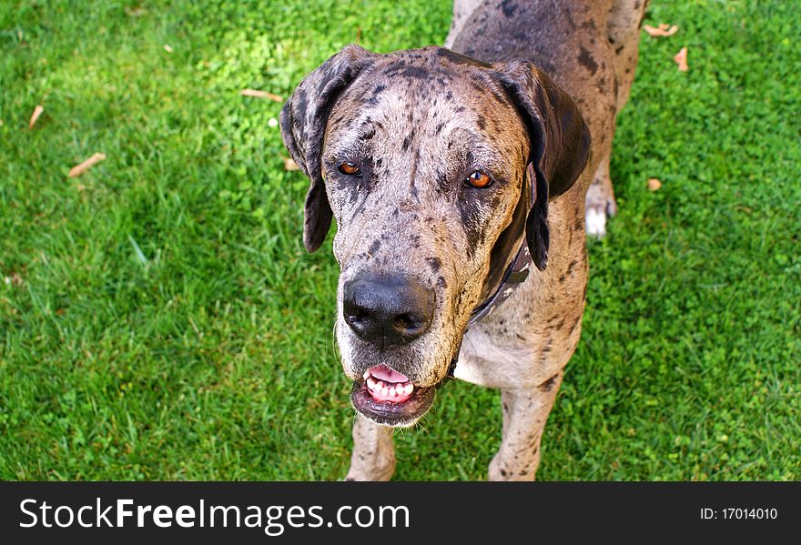 Gaia, my female dane six months. the coat color is called merle. Gaia, my female dane six months. the coat color is called merle