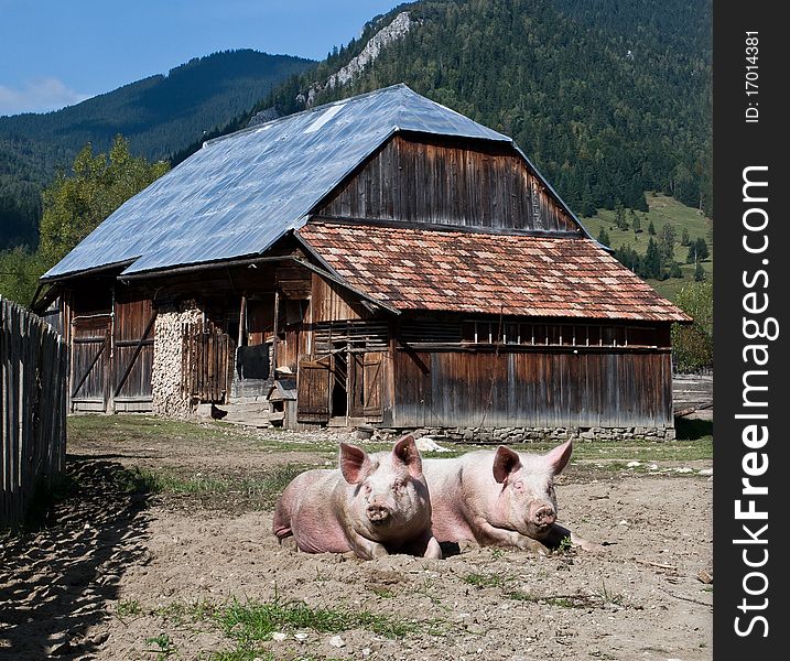 Pigs laying on the ground of a typical transylvanian mountain farmhouse.