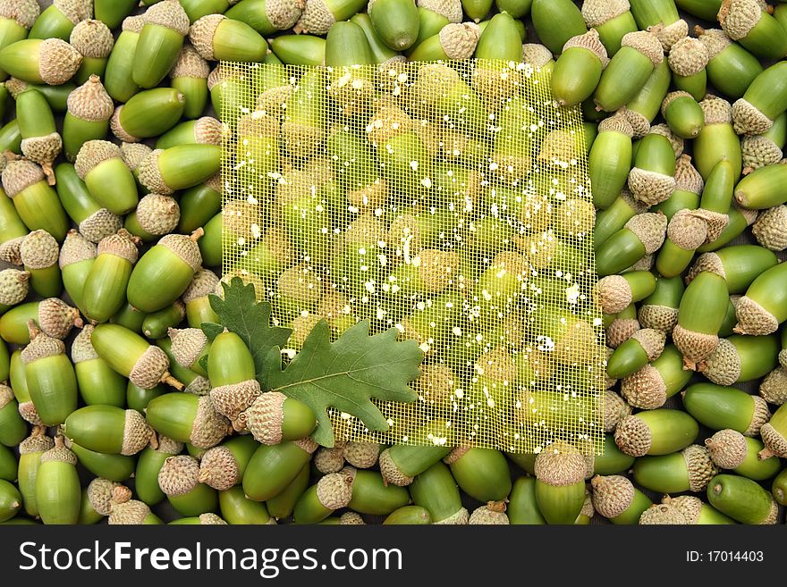 Decorative background with fresh green shiny acorns