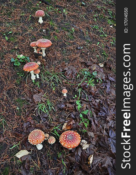 Colorful autumn mushrooms on a hillside