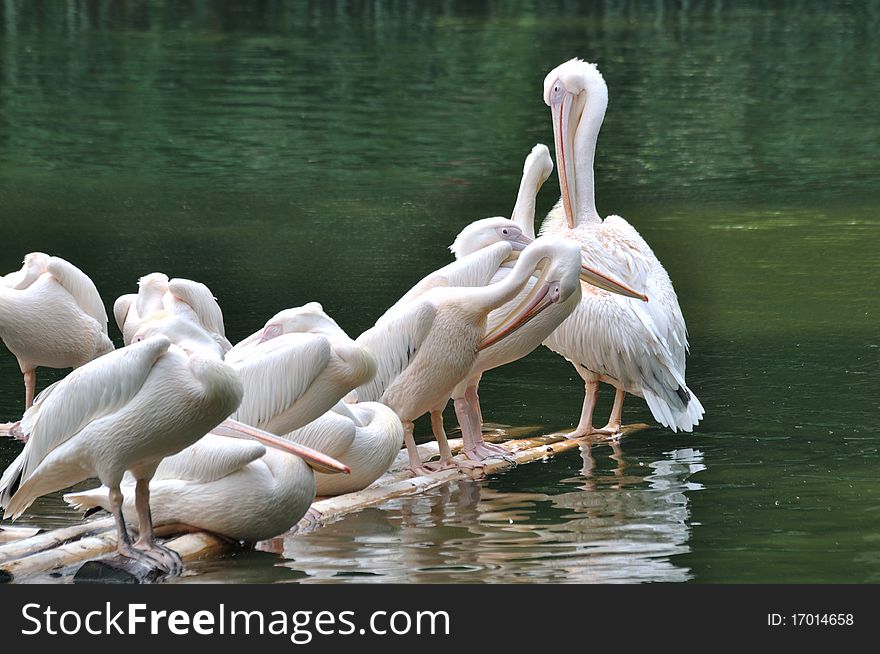 A group of pelican are resting on lake water , shown as enjoying life of animal birds and environment concept. A group of pelican are resting on lake water , shown as enjoying life of animal birds and environment concept.