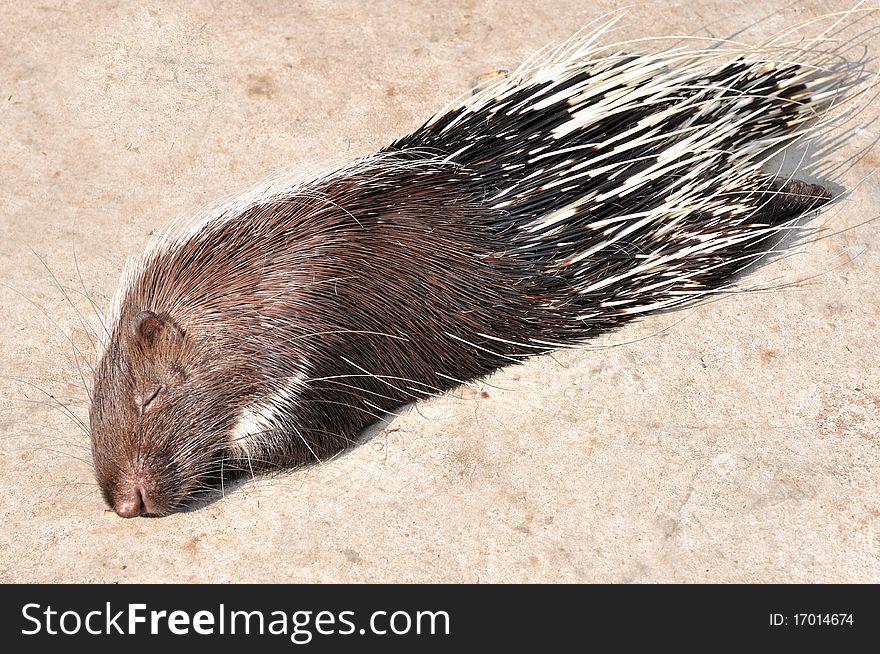A Hedgepig is sleeping or rest under sunshine, shown as interesting shape of body and narrow eyes. A Hedgepig is sleeping or rest under sunshine, shown as interesting shape of body and narrow eyes.