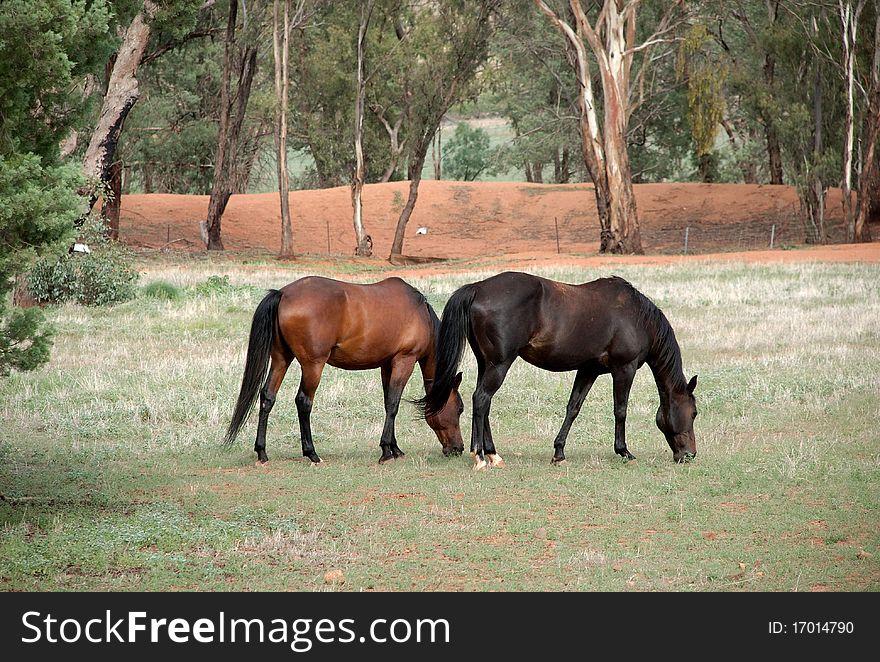 A couple of horses eating grass in paddock. A couple of horses eating grass in paddock