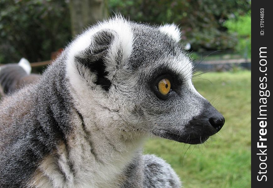 Black and white Ring-tailed lemur from the Berlin zoo. Black and white Ring-tailed lemur from the Berlin zoo.