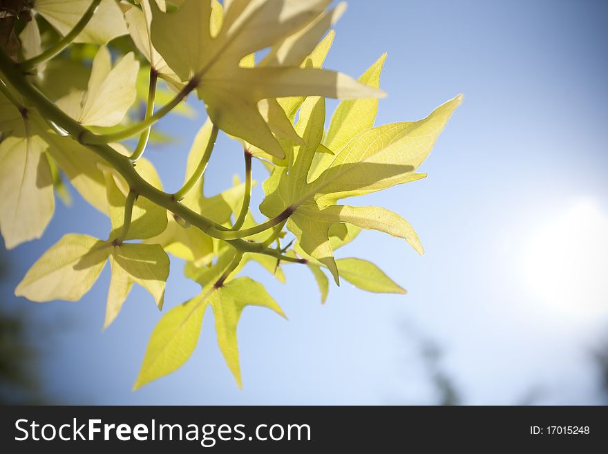 Horizontal image of leaves on a tree back lit by the sun. Horizontal image of leaves on a tree back lit by the sun