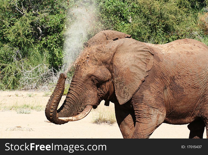 Elephant Washing