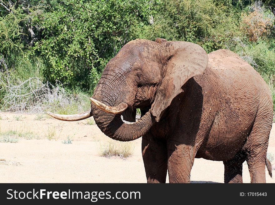 An Elephant scratching behind his ear with his trunk.