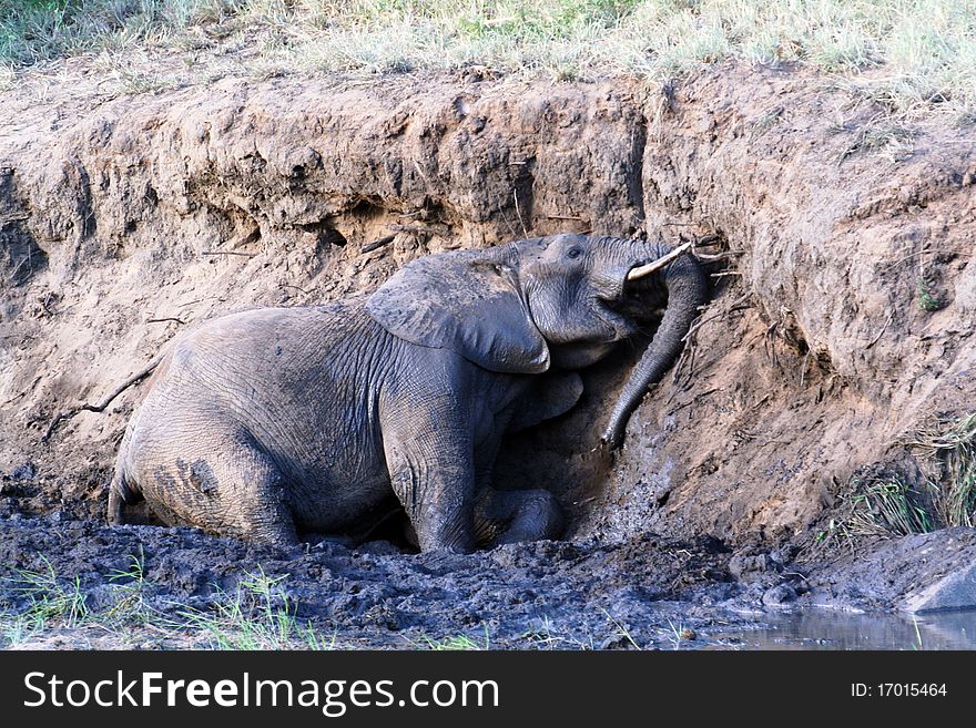 Elephant enjoying a mud bath in a riverbed. Elephant enjoying a mud bath in a riverbed.