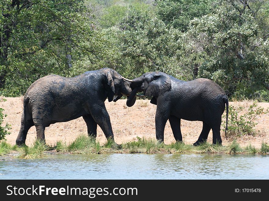 Two Elephants play fighting at the waters edge. Two Elephants play fighting at the waters edge.