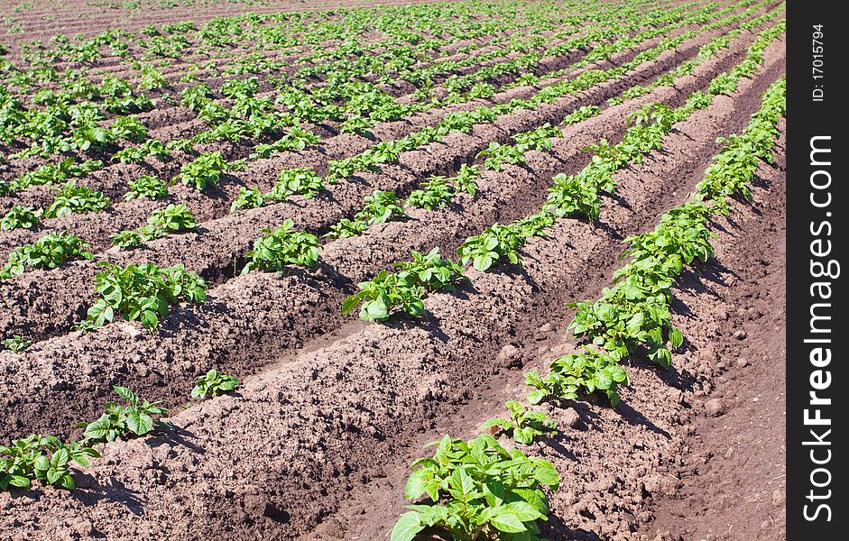Agricultural field with rows of potatoes. Agricultural field with rows of potatoes