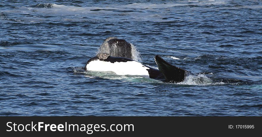 2 southern right whales, one with a black chin and the other with a very rare white chin.,Hermanus,South Africa.