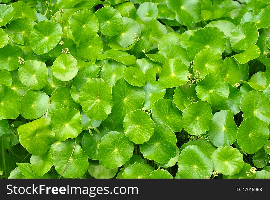 The green pennywort plant for natural background