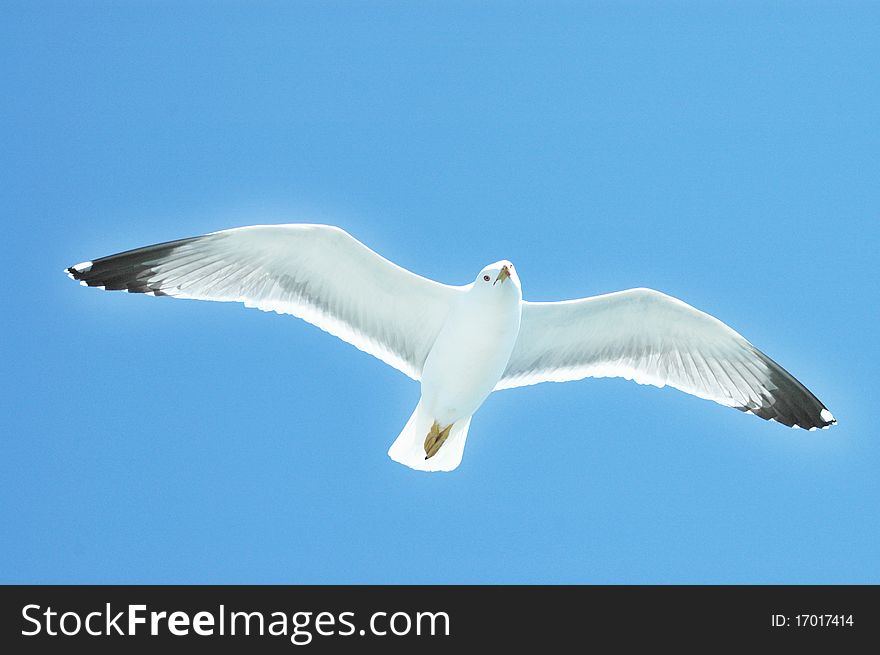 Sea gull in flight on a blue sky