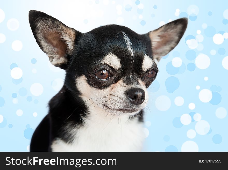 A cute Chihuahua on a colored background. A cute Chihuahua on a colored background.