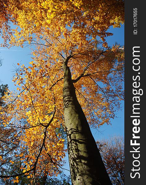 Autumn trees with blue sky.