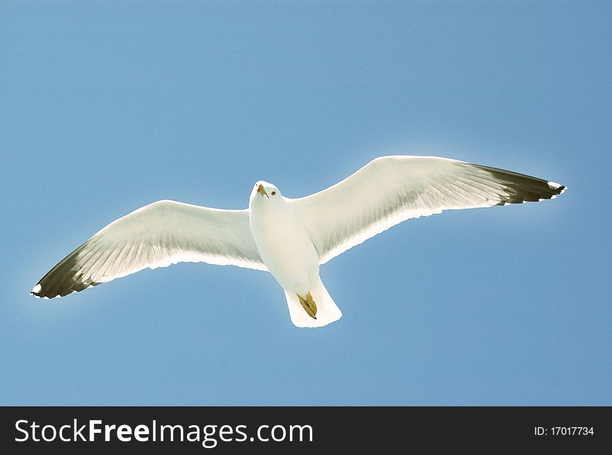 Sea Gull In Flight On A Blue Sky