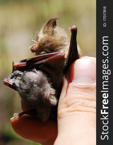 Bat with child, close-up image