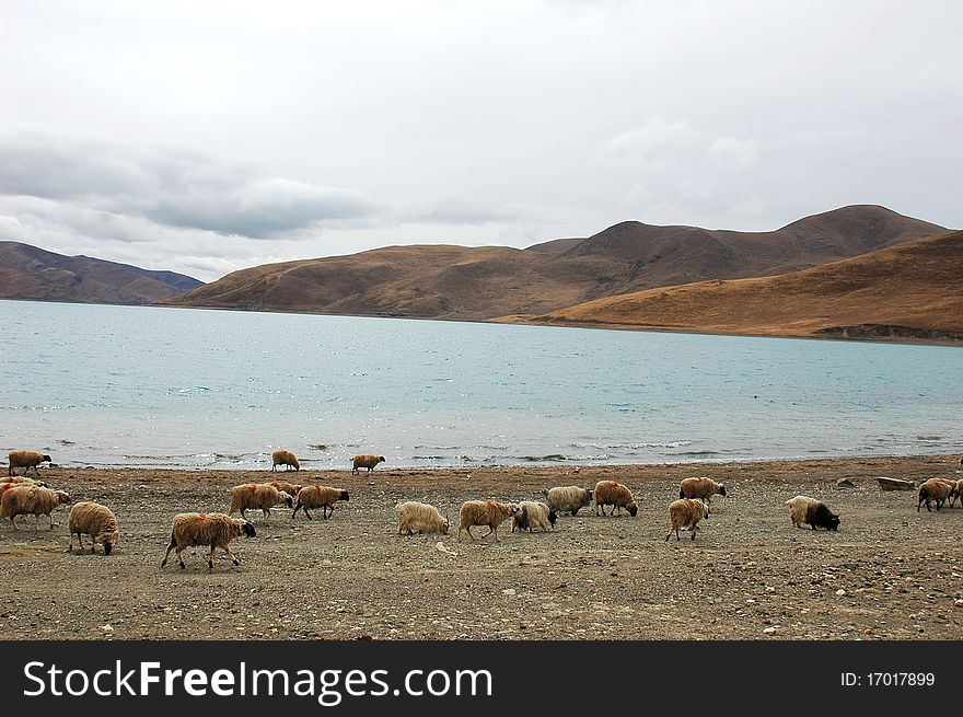 Scenery In Tibet